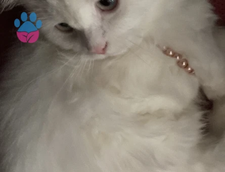 Prenses Elizabeth’e Aşk Aranıyor💞 Güzel Prensesim Centilmen Eşini Seçmek Üzere Sarayından Sesleniyor