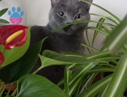Bitlis - British Shorthair 1 yaşında dişi kedime eş arıyorum.