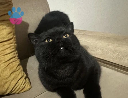 British shorthair kedimize damat aranıyor