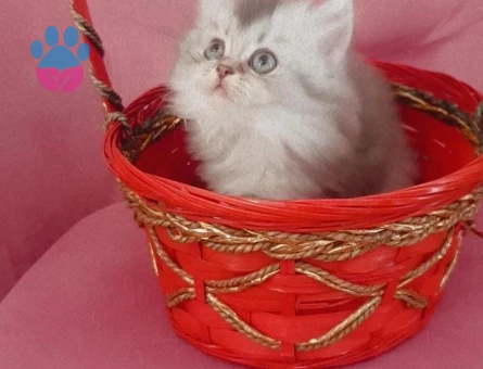 Yavru British longhair 2 Aylık