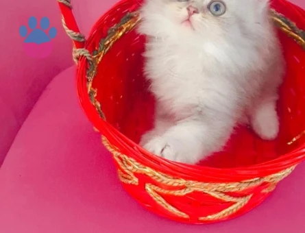 Yavru British longhair 2 Aylık