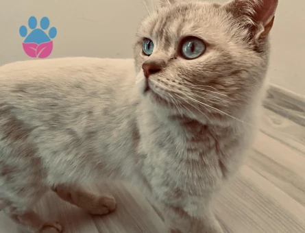 Paşam'ıza gelin arıyoruz...