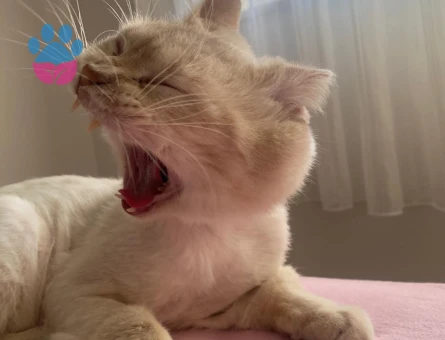 Paşam'ıza gelin arıyoruz...