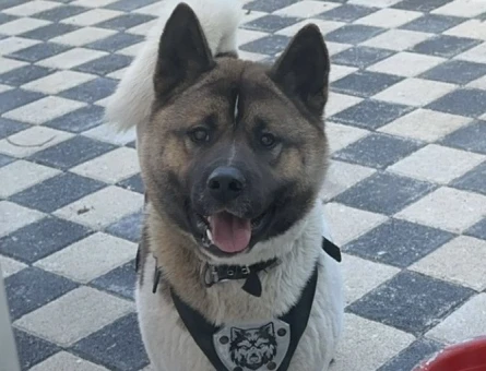 1.5 Yaşında Amerikan Akita Kızıma Eş Arıyorum - 118969591