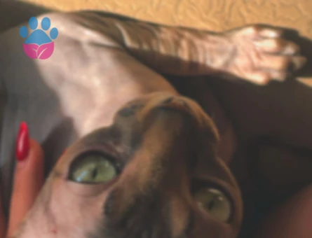 1 Yaşındaki Levkoy Sfenks Oğluma Eş Arıyorum