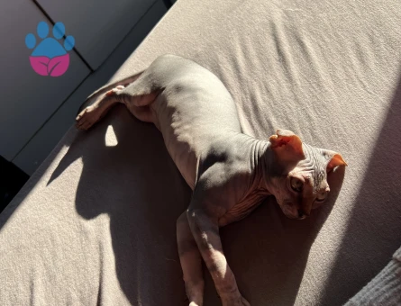 1 Yaşındaki Levkoy Sfenks Oğluma Eş Arıyorum