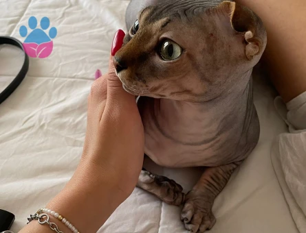 1 Yaşındaki Levkoy Sfenks Oğluma Eş Arıyorum