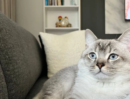 British shorthair Oğlumuza Eş Aranıyor - 118969596