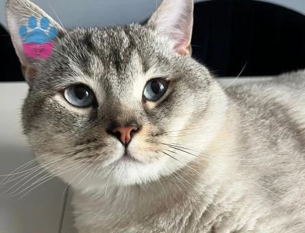 British shorthair Oğlumuza Eş Aranıyor