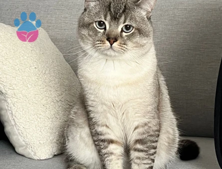 British shorthair Oğlumuza Eş Aranıyor