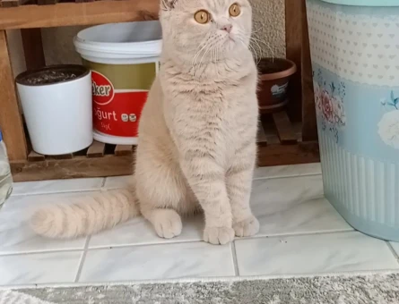 Scottish Fold 1 Yaşında Eş Arıyor - 118969597