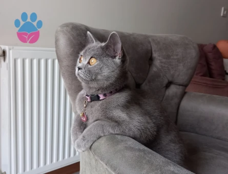 British Shorthair 1 Yaşında Eş Arıyor