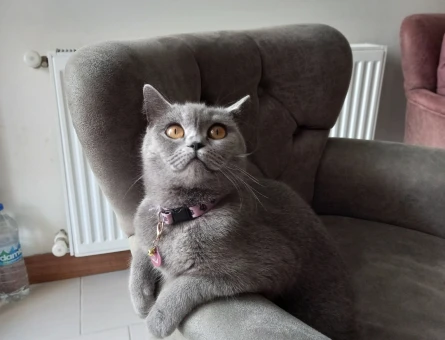 British Shorthair 1 Yaşında Eş Arıyor - 118969601