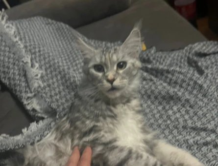 Maine Coon 1,5 Yaşında Kedime Eş Arıyorum - 118969604