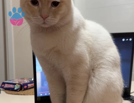 Ogluma eş arıyorum