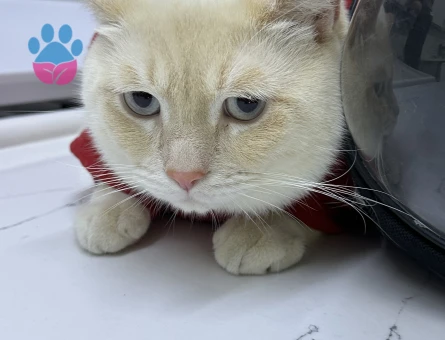 Ogluma eş arıyorum