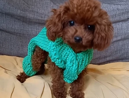1.600 gr, Teacup Poodle Rolex Eş Arıyor! - 118977749