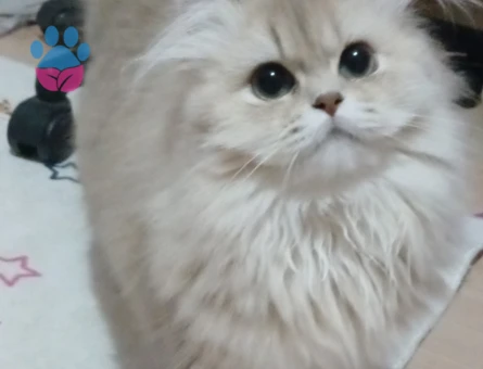 Kızım mayaya eş arıyorum