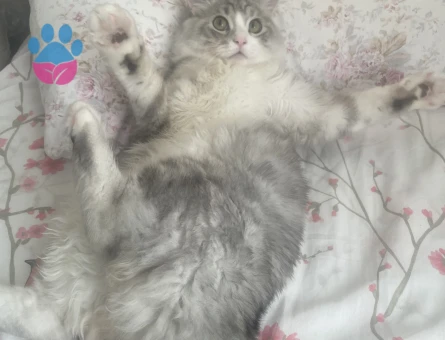 BRİTİSH LONG HAİR