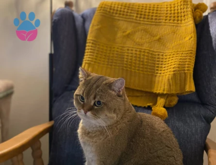 Scrli Gold  erkeğimize dişi arıyoruz