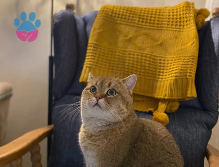 Scrli Gold  erkeğimize dişi arıyoruz