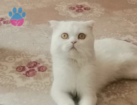 Hem British hem scotish