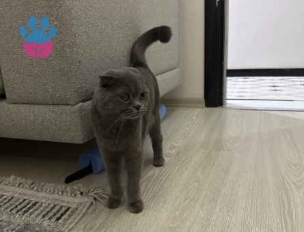 SCOTTİSH FOLD KEDİMİZE EŞ ARIYORUZ