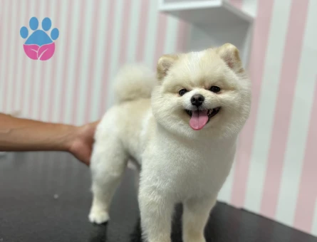 1.5 yaşında Pomeranian Boo oğlumuza eş arıyoruz