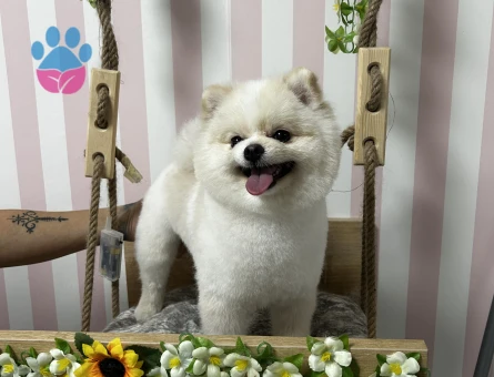 1.5 yaşında Pomeranian Boo oğlumuza eş arıyoruz