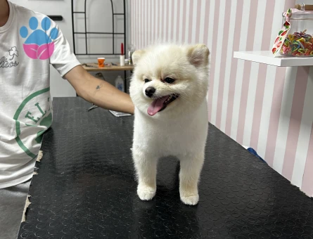 1.5 yaşında Pomeranian Boo oğlumuza eş arıyoruz
