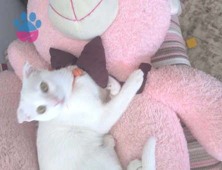 Scottish Fold Kedim minnoşa eş arıyorum - 118984126