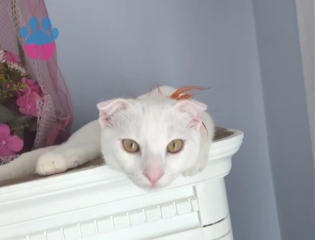Scottish Fold Kedim minnoşa eş arıyorum