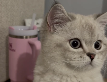 British Shorthair 1 Yaşında Kedime Dişime Eş Arıyorum - 118984127