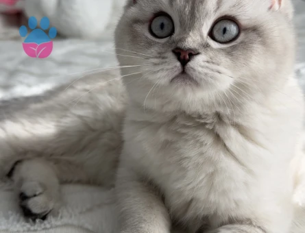 British Shorthair 1 Yaşında Kedime Dişime Eş Arıyorum