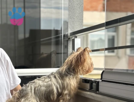 Güzel Yorkshire Terrier Kızımız İçin Sağlıklı Eş Arıyoruz