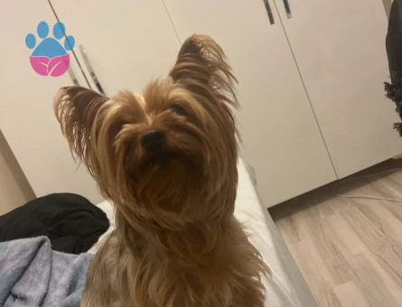 Güzel Yorkshire Terrier Kızımız İçin Sağlıklı Eş Arıyoruz