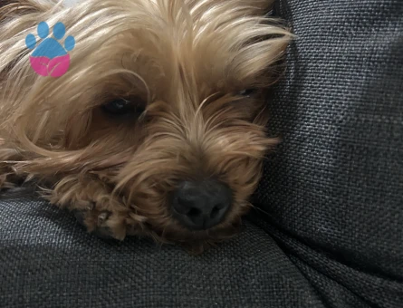 Güzel Yorkshire Terrier Kızımız İçin Sağlıklı Eş Arıyoruz