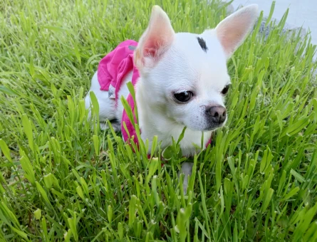 Chihuahua Kızıma Eş Arıyorum - 118984131