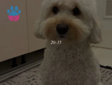 Maltipoo Kızıma Eş Arıyorum - 118984134