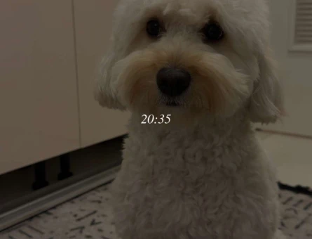 Maltipoo Kızıma Eş Arıyorum - 118984134