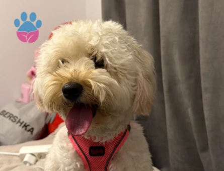 Maltipoo Kızıma Eş Arıyorum