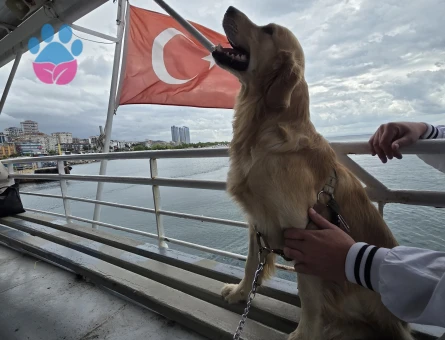 Golden Retriever Oğluma Eş Arıyorum - 118984136