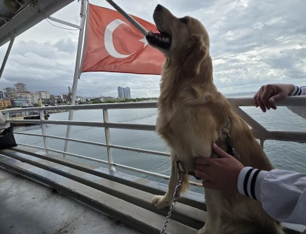 Golden Retriever Oğluma Eş Arıyorum - 118984136