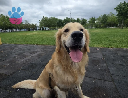 Golden Retriever Oğluma Eş Arıyorum