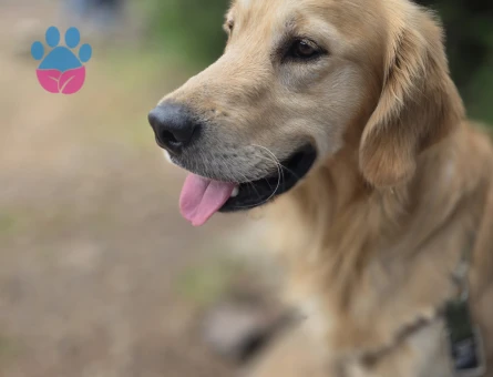 Golden Retriever Oğluma Eş Arıyorum