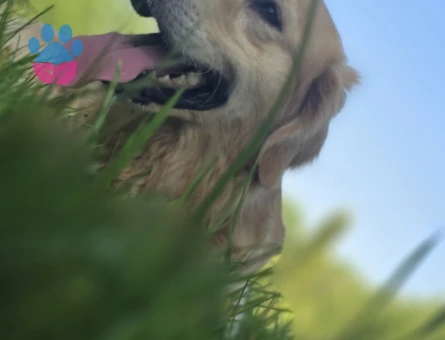 Golden Retriever Oğluma Eş Arıyorum