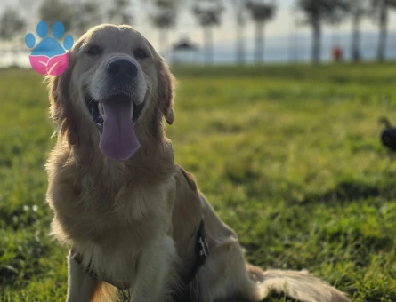 Golden Retriever Oğluma Eş Arıyorum