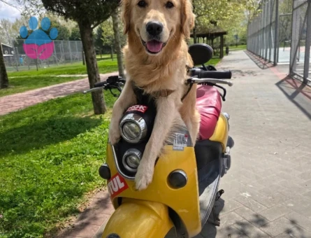 Golden Retriever Oğluma Eş Arıyorum