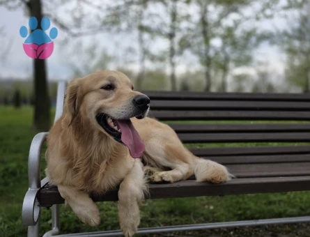 Golden Retriever Oğluma Eş Arıyorum