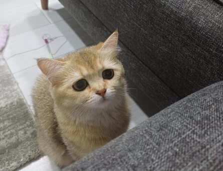 British Shorthair 1 Yaşında Eş Arıyoruz - 118984138